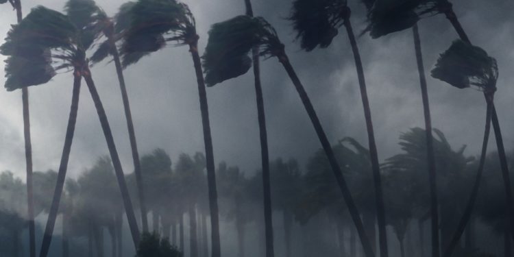 Palm Trees - WIND