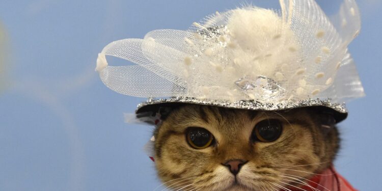 International Rescue Cat Day 2023: Your guide to keeping felines off the streets