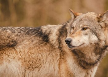 NetEase Wants Marvel Rivals Players to Chill About Leaked Heroes