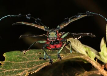 China launches new ‘AI+’ policy to ‘deepen information technology revolution’