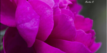 A word about comments and forums…