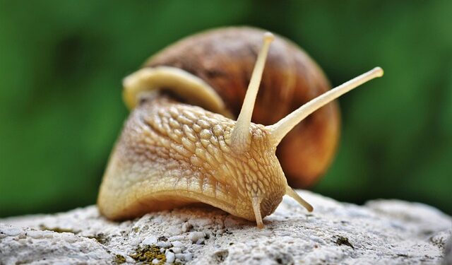 Dems float FCC probe of “60 Minutes” trimming Trump interview