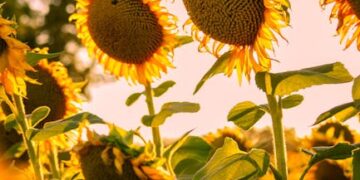 TrivDaily - Jennifer Lawrence feels ‘noticeable difference’ when working with female directors 63 Jennifer Lawrence feels ‘noticeable difference’ when working with female directors