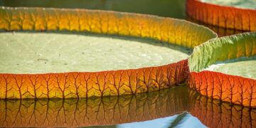 Saudi giants enquire about Liverpool star Salah