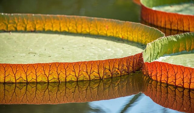 Saudi giants enquire about Liverpool star Salah