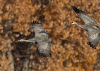 Report Shows Massive Increase in Iranian Bitcoin Adoption Amid Nationwide Unrest
