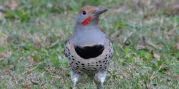 Microsoft warns that poisoned AI buttons and links may betray your trust