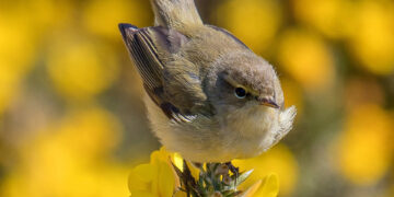 Iranians Increase Self-Custody Bitcoin Reserves Amid Iran-Israel War