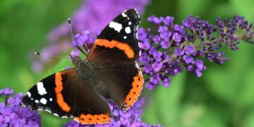 How to watch Atalanta vs Bayern Munich: TV information, streaming details as Vincent Kompany’s side travel to Italy