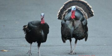 Turkey issues 3-word message to UK tourists ahead of Easter and summer