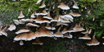 You’ll Never Believe This but Elon Musk Doesn’t Get to Pay TSA Workers’ Salaries