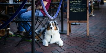 TrivDaily - Chinese Influencer to Sue Thieves After Dog Mistaken for Stray Is Stolen, Sold for £19, and Eaten at Restaurant 40 Chinese Influencer to Sue Thieves After Dog Mistaken for Stray Is Stolen, Sold for £19, and Eaten at Restaurant