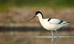 TrivDaily - Rare bird 'brought back from brink' makes UK history 15 Rare bird ‘brought back from brink’ makes UK history